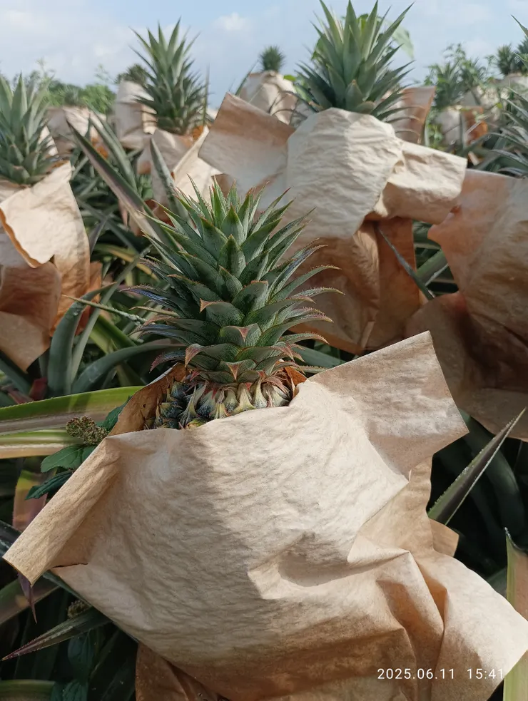 為何醉？鳳梨熟成色轉紅，個個醉顏羞於見人