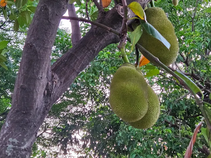 2025年波羅蜜果實