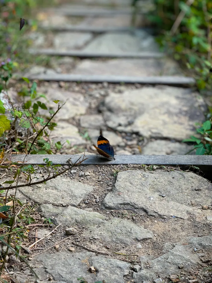 停在路中間的小蝴蝶