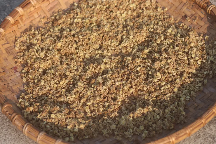 將新鮮龍眼花放在太陽下曬乾，即可做成龍眼花茶