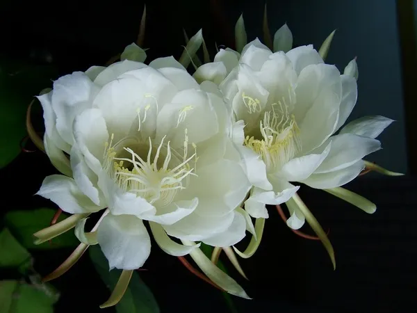 曇花一現: 曇花介紹