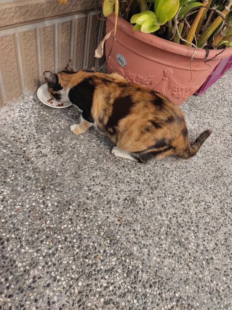 三花貓：喵~嚼嚼嚼！