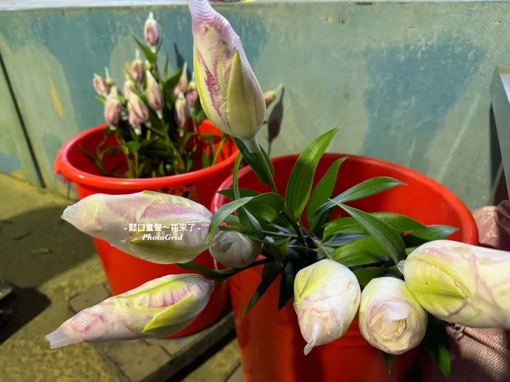 現場備有玫瑰百合的花苞。