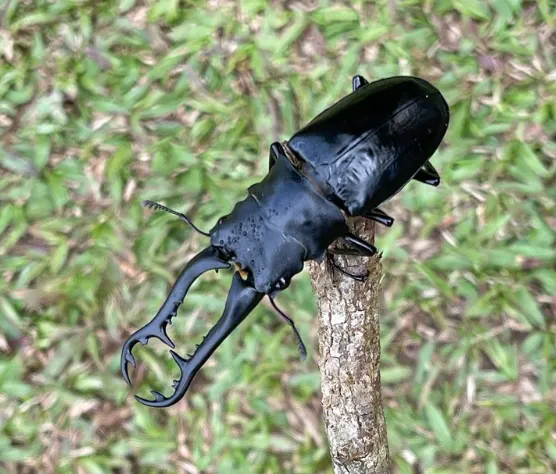 © nick_tj 的觀察紀錄