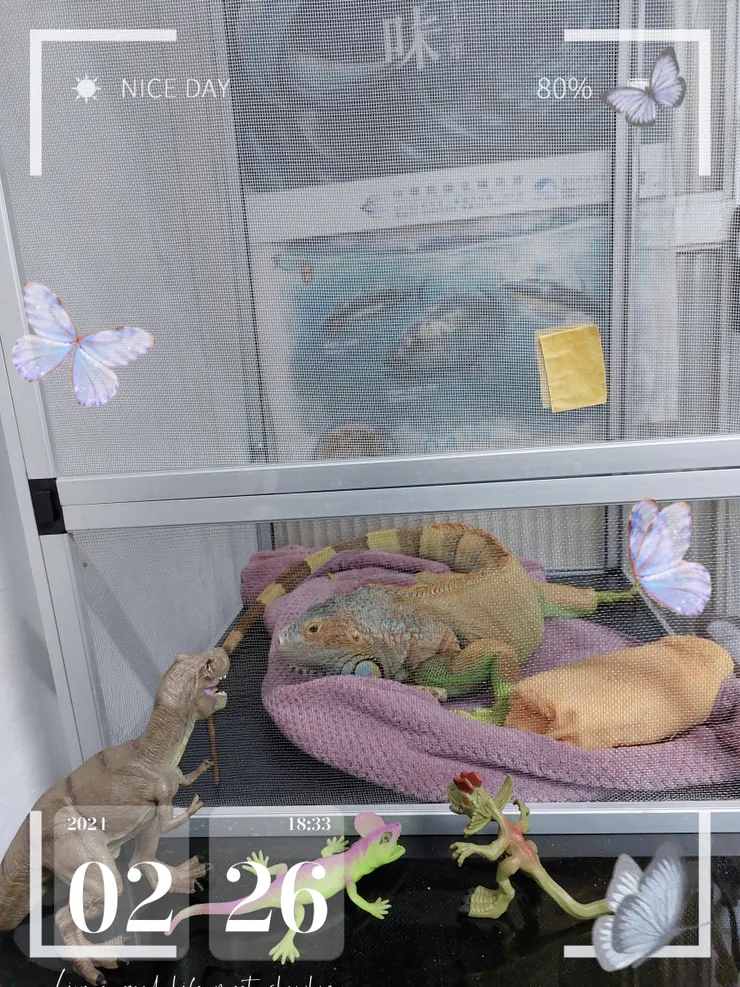 紅鬣蜥,養了4年了,草食動物