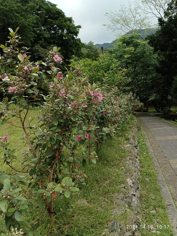 桃金嬢，自拍攝