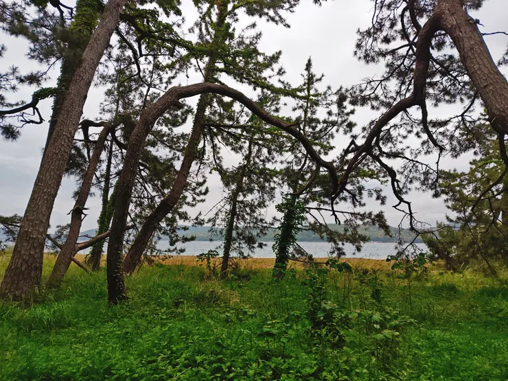 天橋立公園 松並木