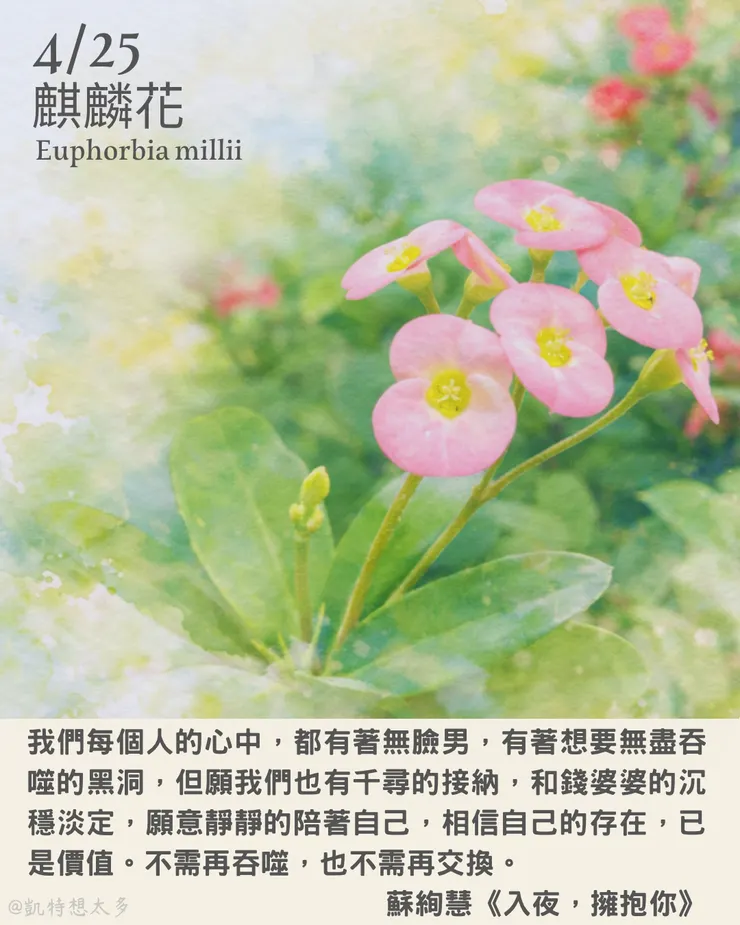 麒麟花×蘇絢慧《入夜，擁抱你》