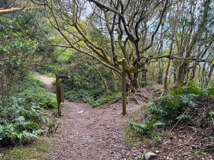 回到早上的象竂古道/頂坪溪土地公廟/坪溪古道叉路口