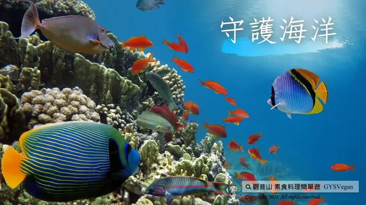 愛護海洋生態