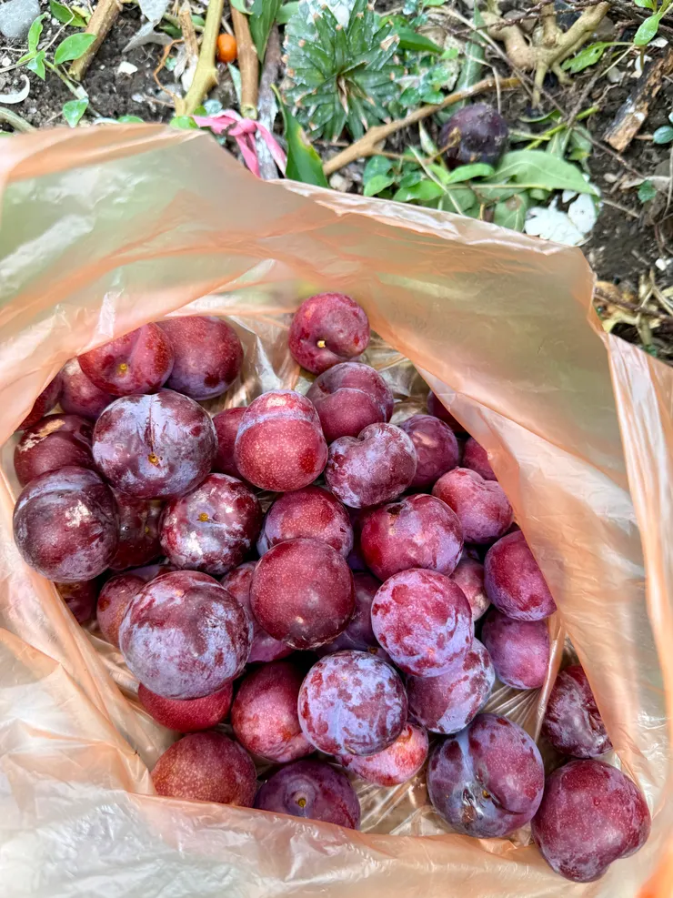 採了一大袋的紅李肉～大豐收