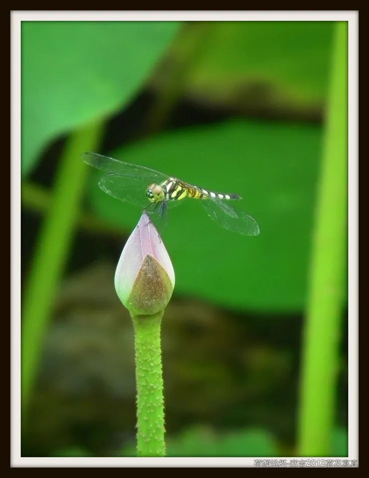 4.抵押翅膀換一個燦爛眼神