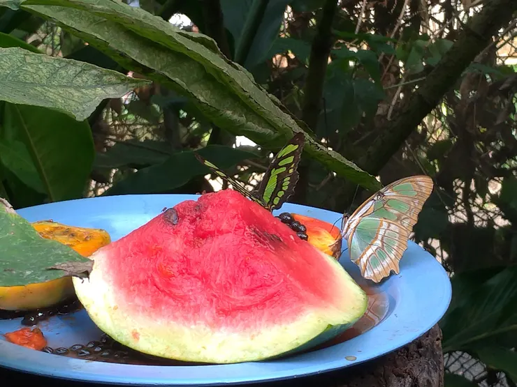 蝴蝶館也是一定要拜訪的空間，五花十色的繽紛蠻天飛舞著