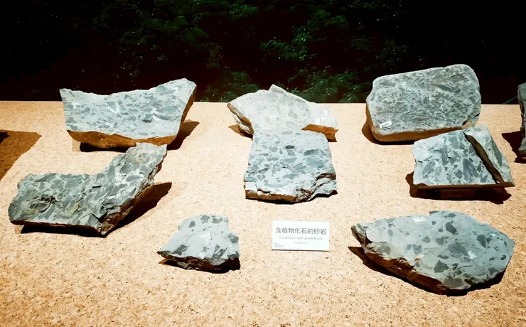 含植物化石的砂岩