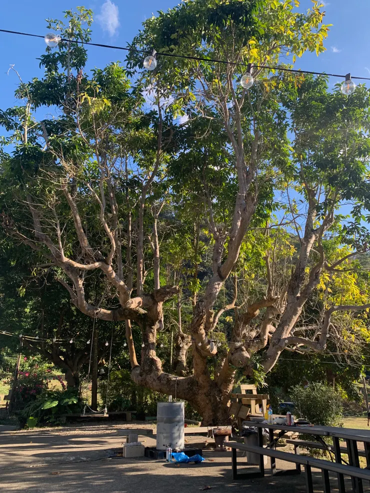 玉蘭樹下有鞦韆，孩子們都很愛。