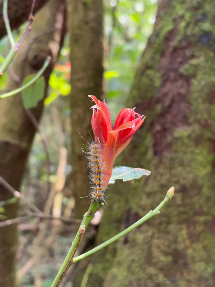 春天的第一場約會,嫩葉與毛毛蟲在微風裡悄悄交談