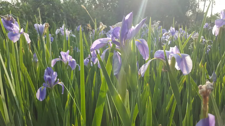 暮春時節的鳶尾 蔥蘢的氣息襲面而來