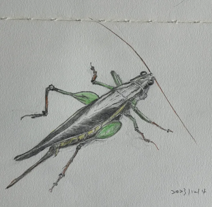 圖 2，小徑上的昆蟲  5 月繪