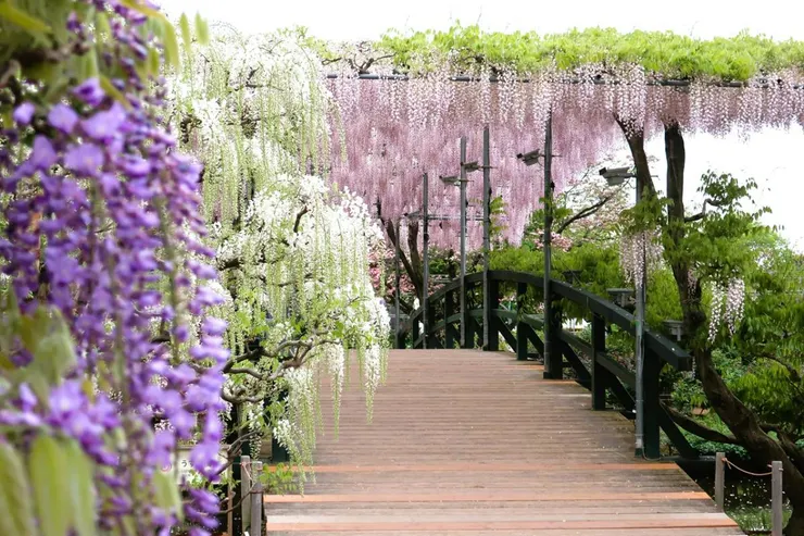 圖片來源：あしかがフラワーパーク/Ashikaga Flower Park