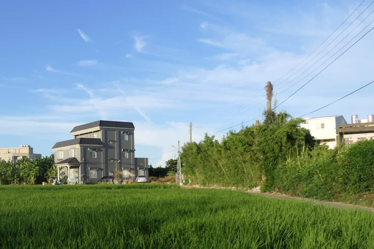 半路上覺得稻田顏色很美，停下來拍，不曉得是第幾期稻作