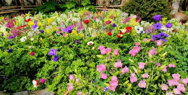 【鬱金香虞美人陸蓮與小蒼蘭,繽紛奪目遊客流連溫帶花園。圖中有鈴鐺花、虞美人與白頭翁等。問白頭翁為何不都是白色?志工答花謝後果實會被長長的白毛包住,看起來就像白頭老翁了。】