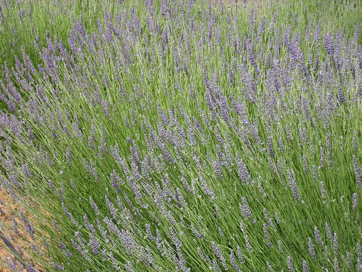 穗花薰衣草 Lavandula latifolia