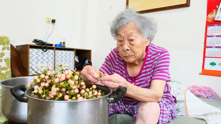 九十多歲的黃阿嬤熟悉的挑除蒂頭