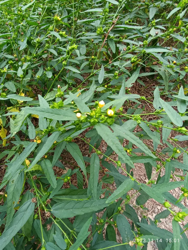 嘯吟高崗，旁為細葉金午時花