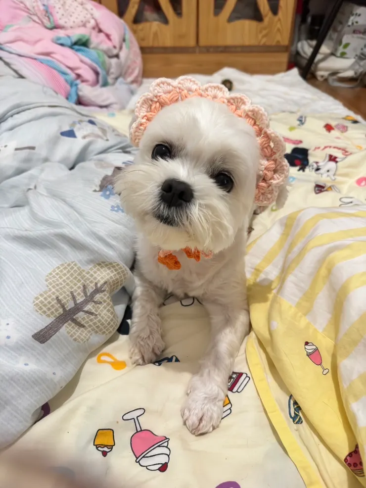 糖糖大馬爾?!還是算小馬爾濟斯呀?