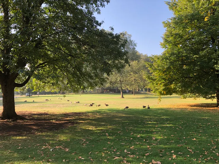 wildfowl（野禽）讓位於市中心St. James's Park呈現自然田園風