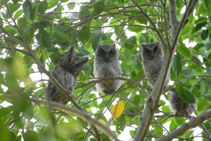 ▲國華推動生態有成，保育鳥種領角鴞現身