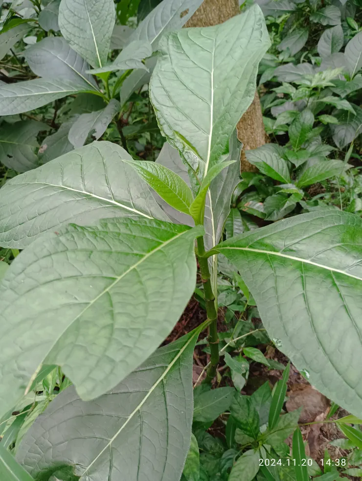 假酸漿葉，原民以她做“奇那烏”