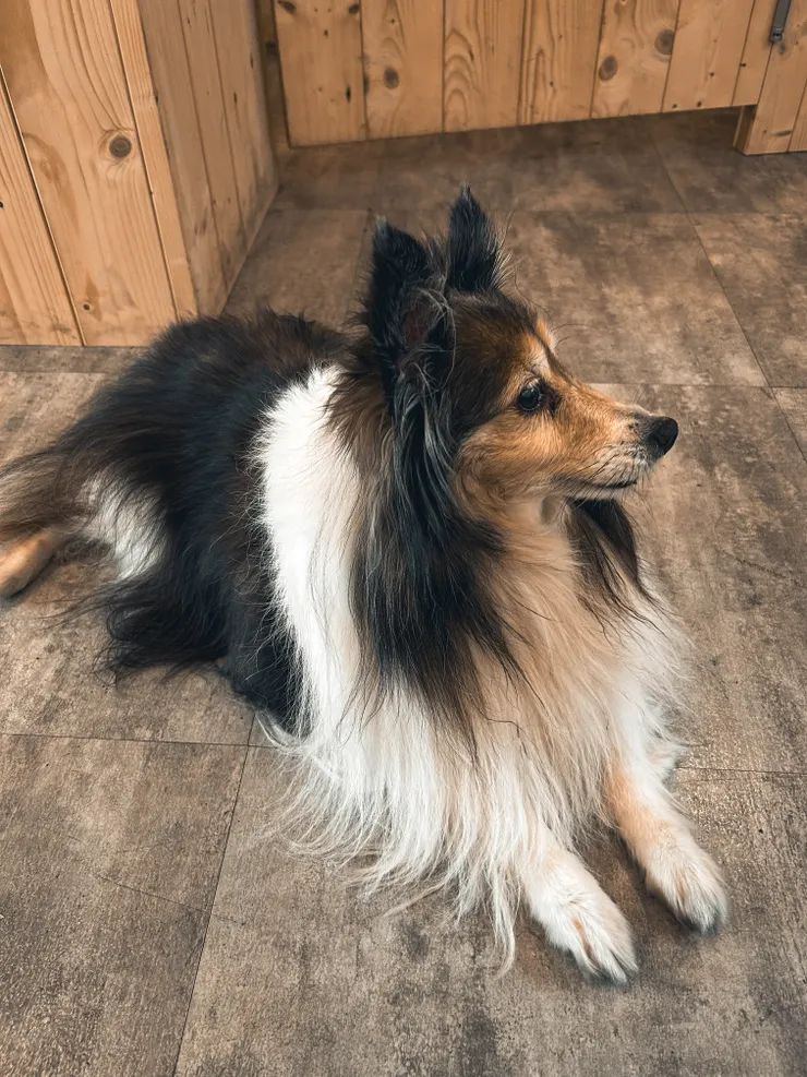 店裡的狗勾 (2023.01.28)