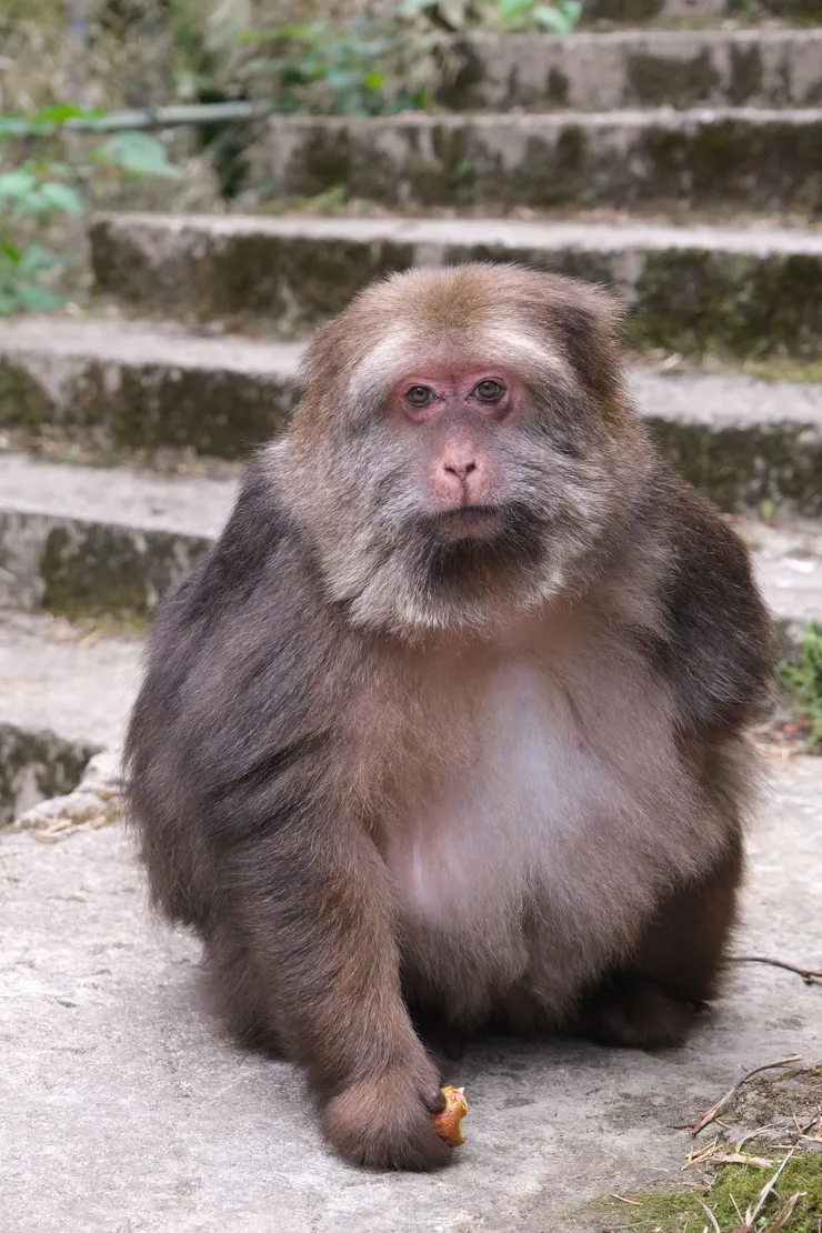 被寺廟收養的斷臂藏酋猴