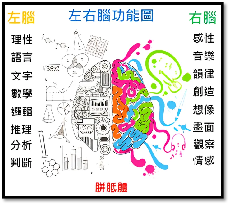 左右腦功能圖