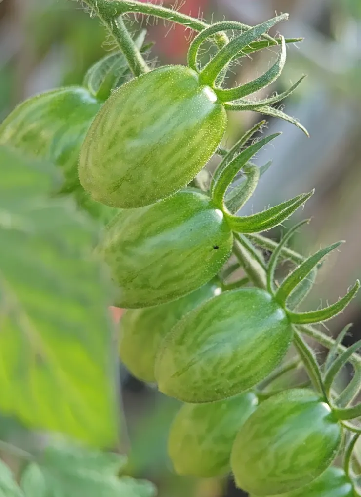 綠番茄日記：從青澀小果到酸甜魔法🌿田尾綠手指