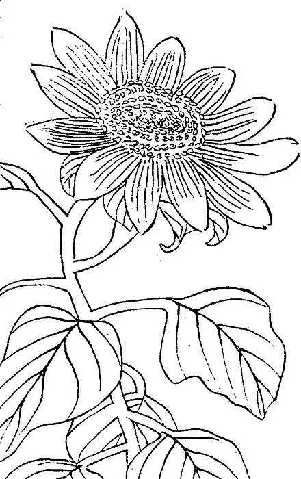 清代《植物名實圖考》稱向日葵為「丈菊」，又說：「向日葵，高丈許，大徑尺」，堪稱是巨人國的花。