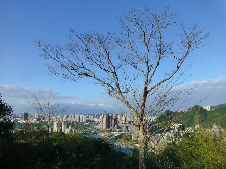圖示：新店和美山頂的大樹，遠方是新店碧潭、台北市區。圖片來源為張居隱：https://tw.pixtastock.com/photo/131727246