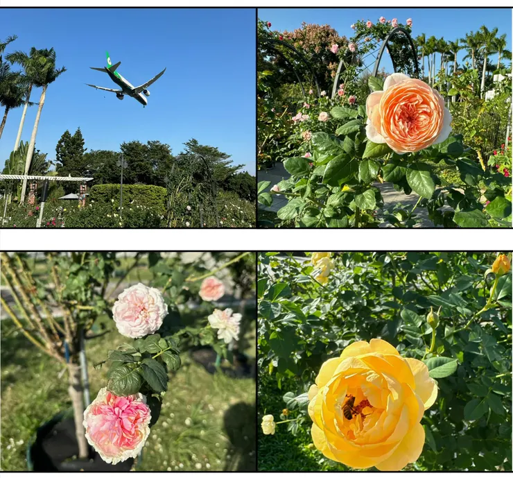 左下就是夢幻曲