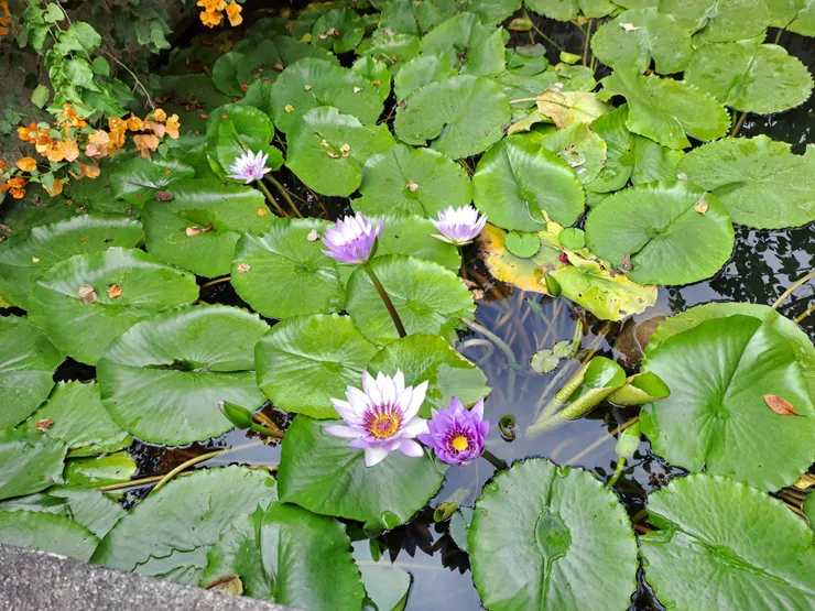 滿池睡蓮與無數青蛙