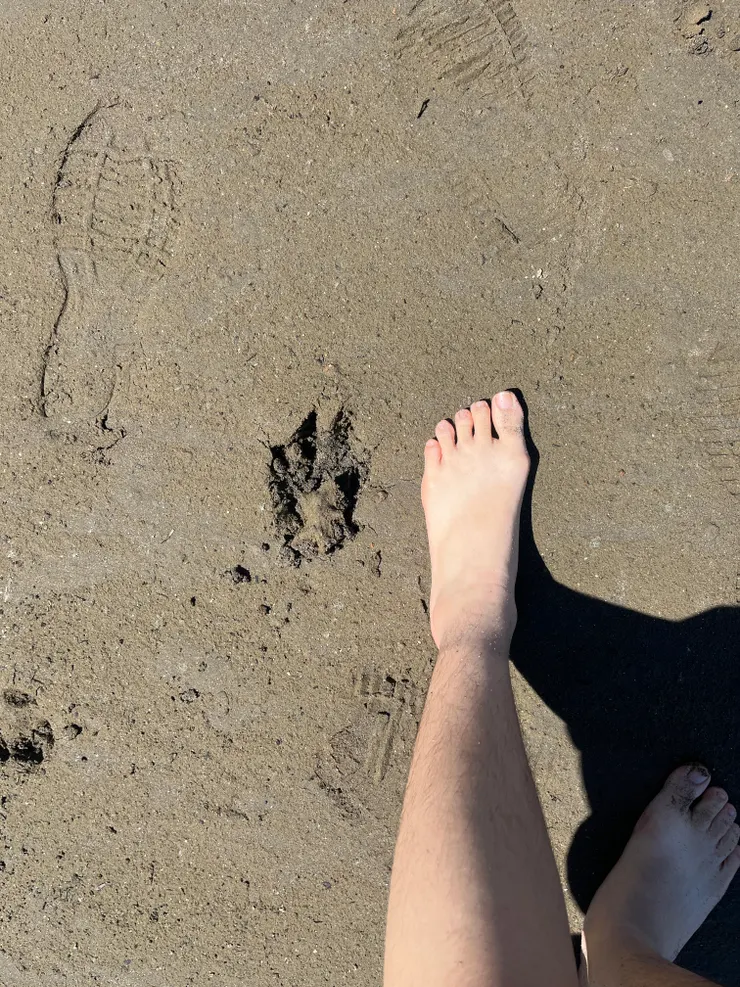 ▲大狗狗的腳印是我的半個腳掌