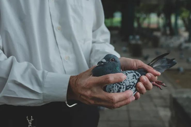 某天在關渡宮看著鴿子群，一位計程車司機信步走近一隻鴿子，冷不防抓起，他聲稱這是他養的鴿子，隨後上車離開，便讓我拍了一張鴿子特寫