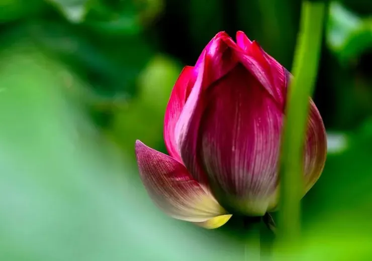 圖片取自網路加以裁剪而成，侵權刪。