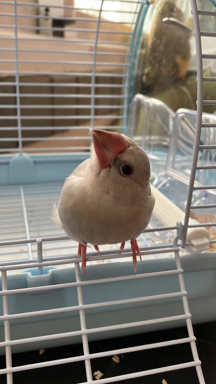 繼續歪～～～人家說貓頭鷹的頭可以轉360度，文鳥大概是90度吧，看起來有點欠扁