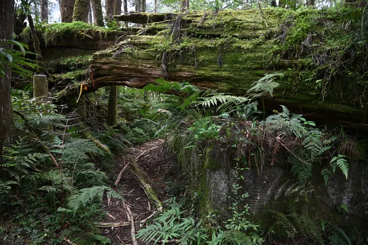 加羅神社主祭台