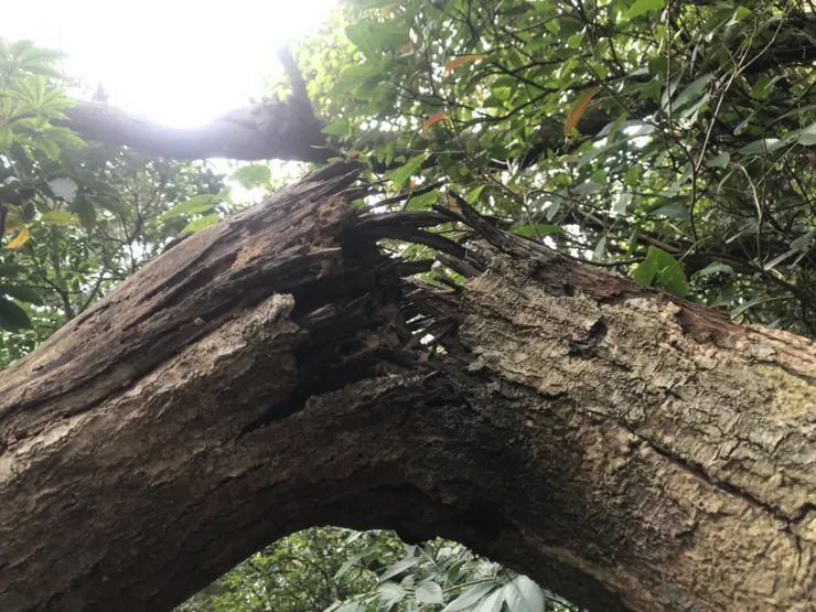 【附圖：《說文解字》記載「弱，橈也。上象橈曲。彡象毛氂，橈弱也。......」，意思就是說「弱」字是表示木受彎曲撓折而岔出或翹出毛須(鬚)狀或羽毛狀木絲的現象。】