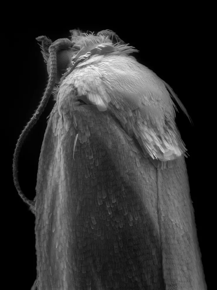 〈夜蛾,萬塞訥林地〉,《接地雜訊》系列,塞琳・克拉內。圖片來源:國家攝影文化中心