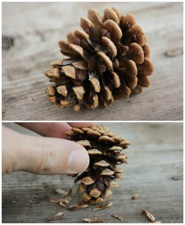 黑松毬果，帶翅的種子安置在鱗片的基部，翅膀朝外。當鱗片打開，風力便會幫助種子脫落
