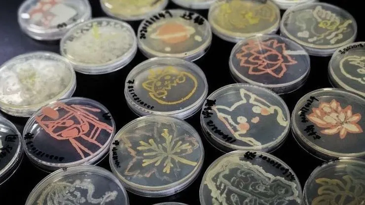 培養基中的菌落（圖片攝自網路）