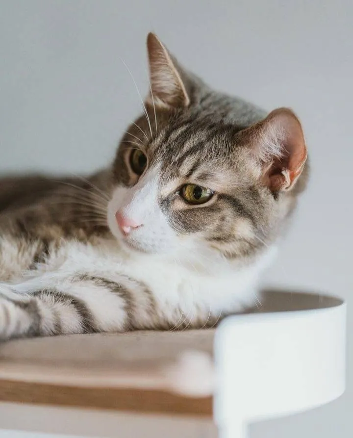 這張我不記得哪裡來的哭啊